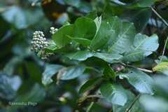 Ixora brunnescens
